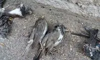 بررسی علت مرگ گروهی توکاها در بجنورد