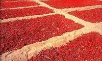 این عکس ها شما را به عطسه می اندازند!