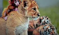 دوستی‌های عجیب و غیرقابل‌باور