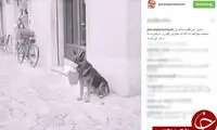 سگی که برای سیر شدن پول گدایی می‌کند!