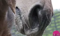 دانستنی‌هایی جالب از دنیای اسب‌ها