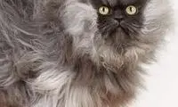 گربه‌ای که با موهایش رکورد شکست +عکس