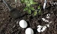 ترفندهای باغبانی حسادت برانگیز