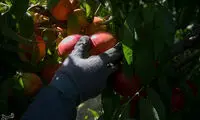 خشکسالی در انتظار باغ های میوه تهران