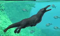 کشف فسیل وال چهارپا دانشمندان را شگفت‌زده کرد