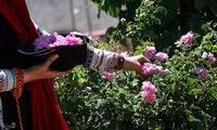 فصل گلاب گیری در کاشان