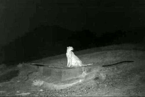 ثبت تصویر یک قلاده یوزپلنگ در پارک ملی شاهرود