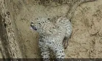 نجات دو توله پلنگ گرفتار در استخر در هرمزگان