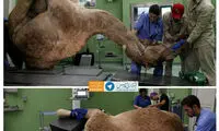 اولین بیمارستان شتر‌ها در دبی