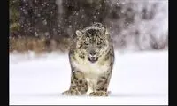 این ابرشکارچیان حیات وحش، شکار نمی‌شوند!
