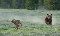  شکار گوزن نگون‌بخت توسط خرس