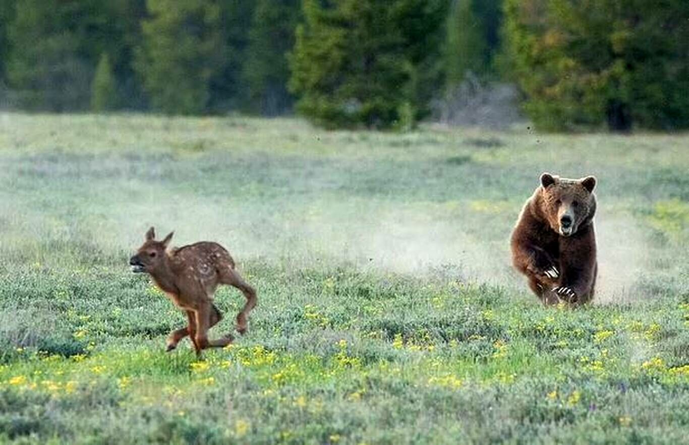  شکار گوزن نگون‌بخت توسط خرس