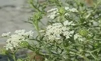 گیاهی که برای درمان قارچ‌های پوستی معجزه می‌کند
