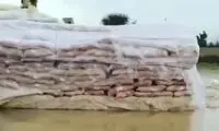 نابودی برنج‌های وارداتی زیر بارش سیل‌آسای زاهدان