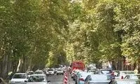 کاشت ۱۱۰۰ درخت چنار کهنسال در خیابان ولیعصر