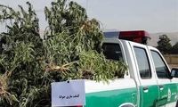 کشت «ماری جوانا» با تسهیلات کمیته امداد؟!