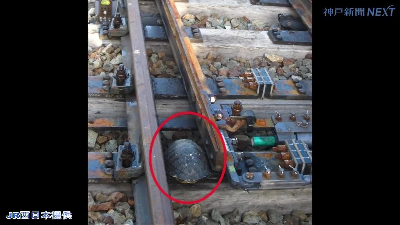 راه حل ژاپنی‌ها برای کمک به عبور لاکپشت‌ها از ریل قطار