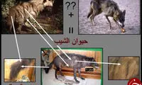 کابوس عجیب چوپانان در کشورهای عربی
