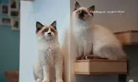 کافی شاپ گربه‌ها در اسکاتلند +عکس