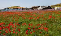 تصاویری دیدنی از طبیعت تالش