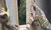 نبرد دو ساعته مار و مارمولک