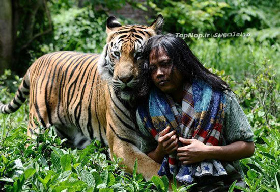 عجیب ترین دوستی انسان و ببر بنگال +عکس