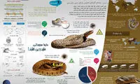 اینفوگرافی؛ مارهای ایران