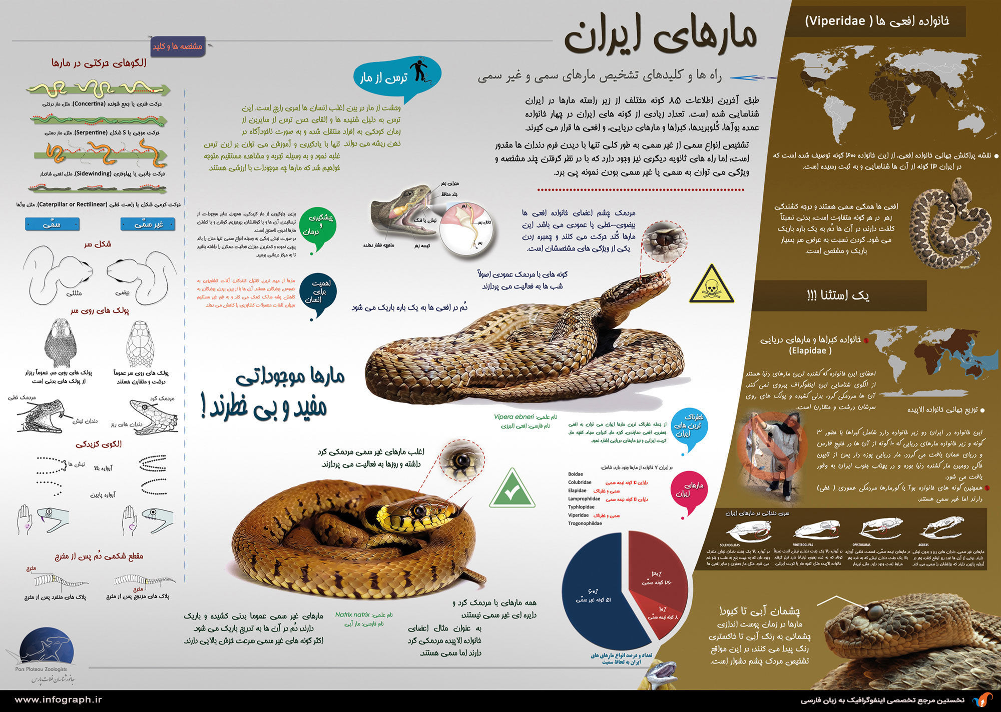 اینفوگرافی؛ مارهای ایران