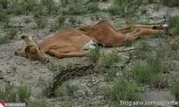 اگر زودرنج هستید این عکس ها را نبینید...