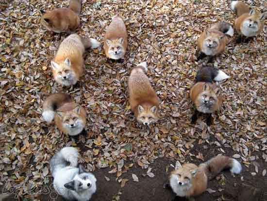 دهکده هیجان انگیز روباه ها در ژاپن +عکس