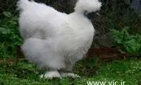 مرغ‌هایی با گوشت سیاه رنگ! +عکس