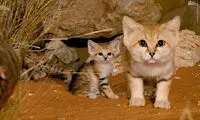 آشنایی با 12 گونه گربه وحشی +عکس