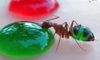 وقتی مورچه ها مایعات رنگی می‌خورند!