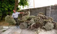 آیین سنتی «نورگون» در روستای نوا