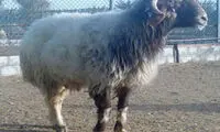 گوسفندی که گرانتر از پورشه فروخته شد!