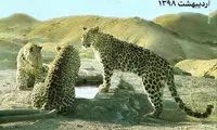 ۳ پلنگ ایرانی در پارک ملی توران