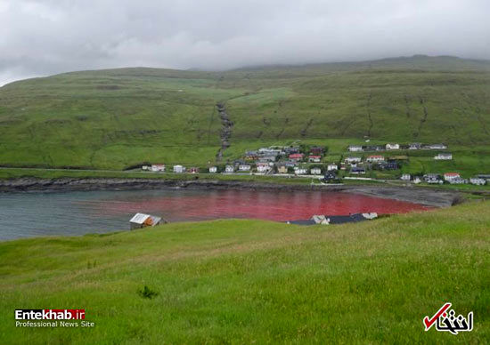سنت قدیمی کشتار نهنگ‌ها در جزایر فارو
