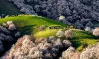 عکس: دره هلو در چین