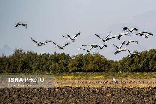 بختگانِ خشک، ایرانِ خشک، عاقبت خشک