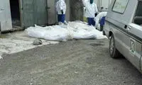 تصاویری دردناک از باغ رضوان رشت