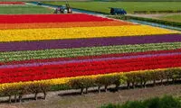 دیدن این مزرعه را به شما توصیه می کنیم