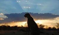 رابطه صمیمانه یوزپلنگ و مرد جوان +عکس