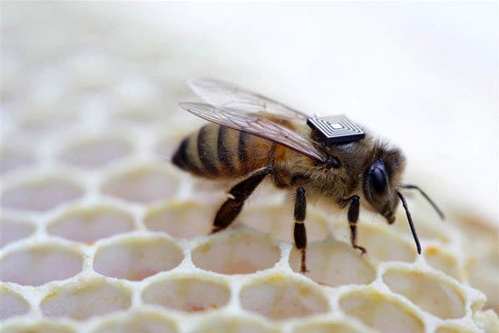 کوله پشتی برای زنبورهای عسل! +عکس
