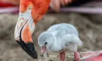حقایقی جالب و خواندنی که احتمالا نمی‌دانستید!