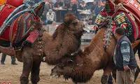 عجیب‌ترین مسابقه با حضور شترهای کشتی‌گیر!