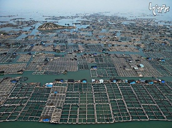 مزارع شناور پرورش ماهی در چین
