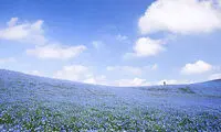 جهانگردی، مزارع گل‌های آبی در ژاپن