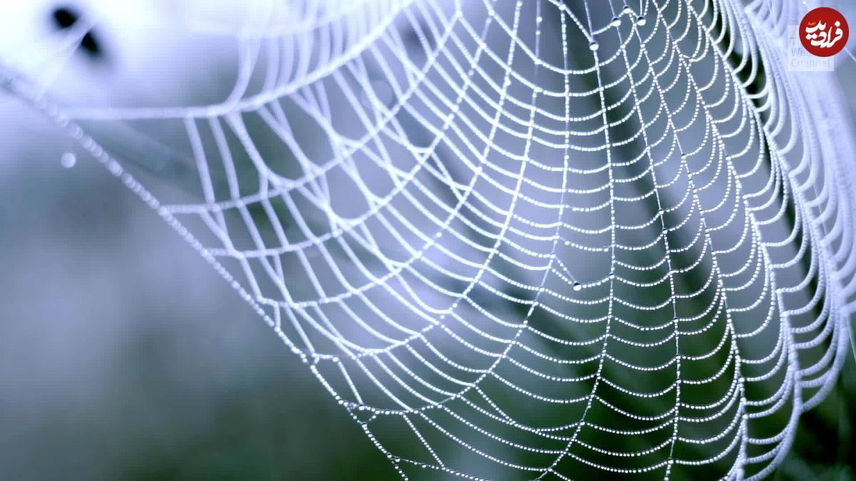 تولید یک ماده خارق‌العاده از عنکبوت و کرم ابریشم