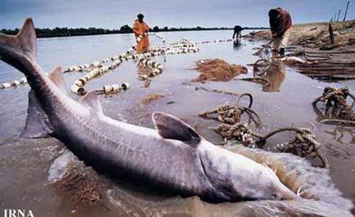 صید ماهی 70 میلیونی در گیلان +عکس