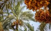 ماجرای فروش نخل‌های ایرانی به کشورهای عربی